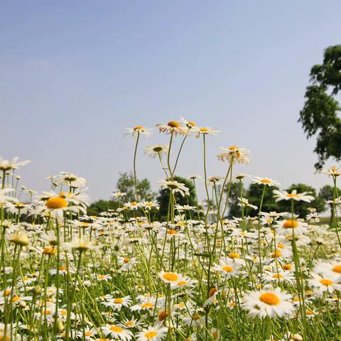 雏菊小花朵朵依然美丽