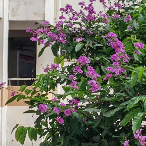 喊出青春强音   奔赴金色梦想——海口实验中学2023年“燃烧激情  绽放精彩”高三喊楼活动记录