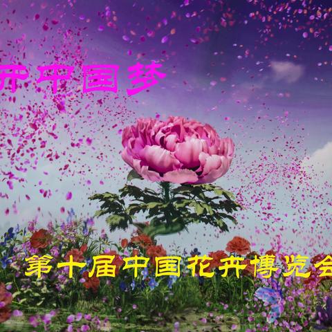 观第十届崇明花卉博览会