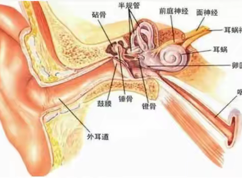 过度疲劳、睡眠不足、情绪过于紧张也可导致耳鸣的发生