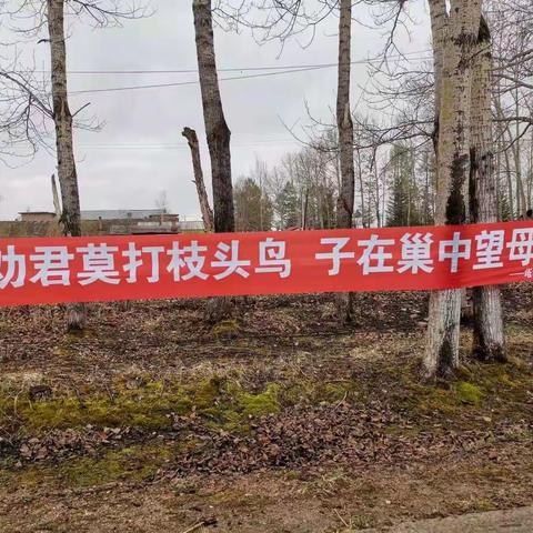 新林林业局塔尔根林场开展“守护蓝色精灵，共享美好家园”爱鸟周宣传活动