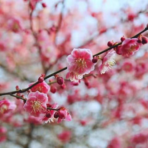 期盼庚子踏青赏春花的日子