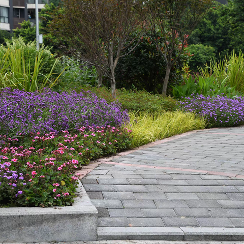 乱花渐欲迷人眼 花境扮靓城市路