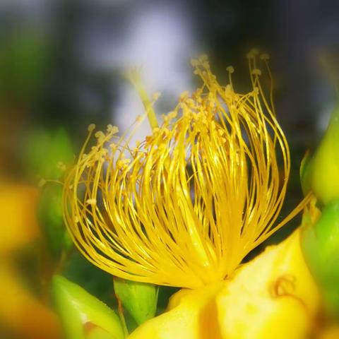 金丝桃花盛开