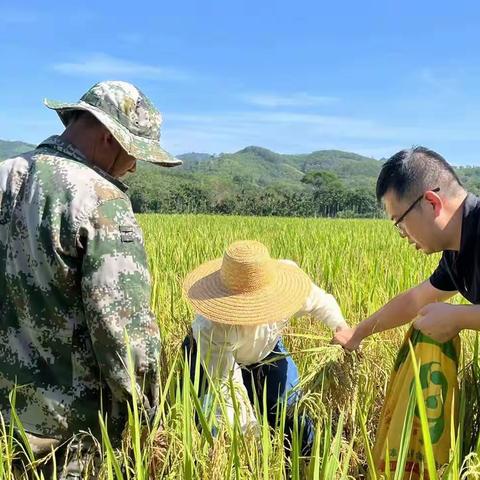 国家统计局海南调查总队副总队长吴多明率队到白沙调研指导粮食产量抽样实割实测工作开展情况