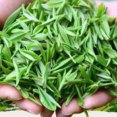 中泉源茶叶专用益生菌营养液