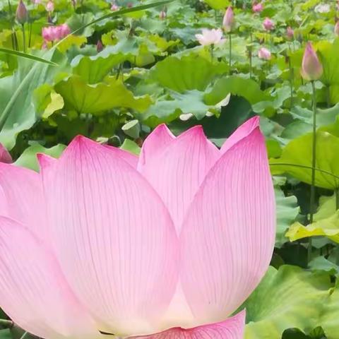 携一笺清浅，与炎夏共语一一一城北小学第六期读书分享会