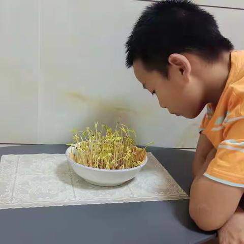 绿豆发芽记