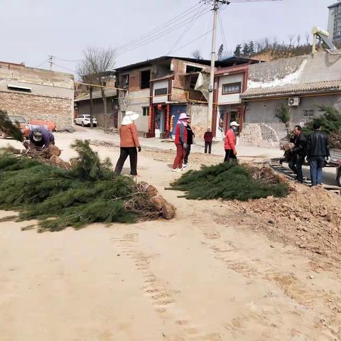 金城街道：人居环境整治，从增添一片绿开始