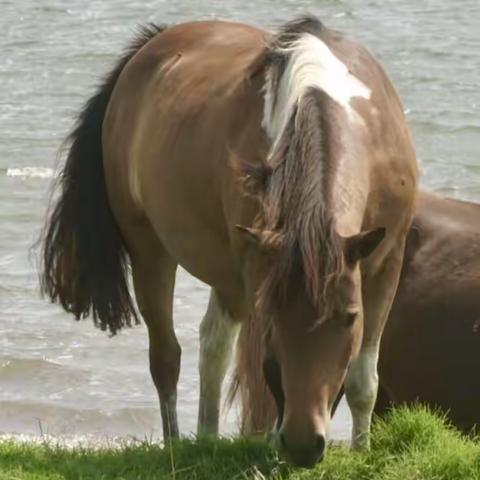 阿萨蒂格岛（Assateague Island）（野马岛）打卡