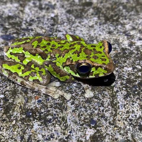 虹口自然保护区生物探索