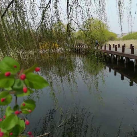 芙蓉小学五四班网络学习一组清明节纪念活动总结