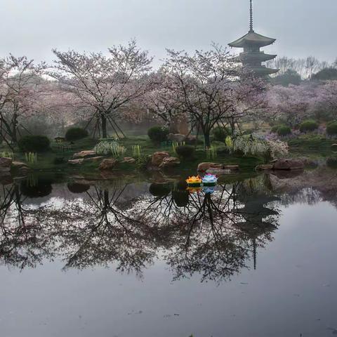 春满武汉樱花园