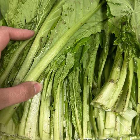 长春一汽餐厅2023.5.4异物挑拣