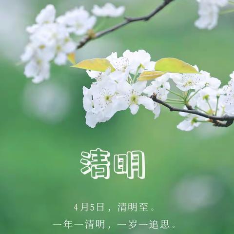 梨花风起正清明，文明祭祀故人情—八十四小学清明节气记录活动