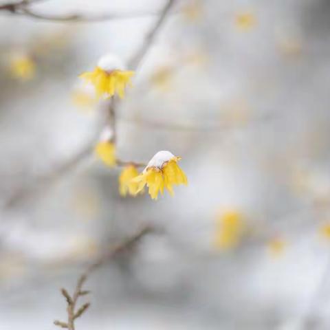 《雪愿》