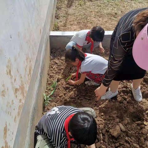 绿色基地 优雅同行——亢北小学六年级棉花篇