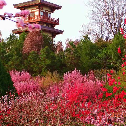 百花烂漫迎春天，家乡美景无限好
