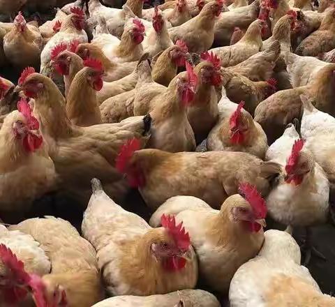禽医老刘分享“气囊炎”为何这三个字成为养殖户一大心病