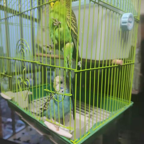 鹦鹉的观察日记