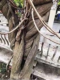 妈妈院子的老藤
