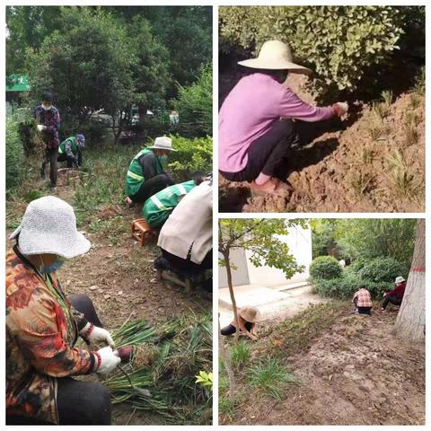 区住建局抢抓时机补植补栽