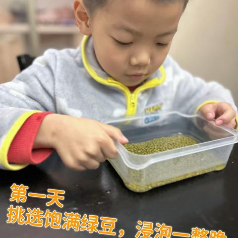 小绿豆的奇妙成长故事