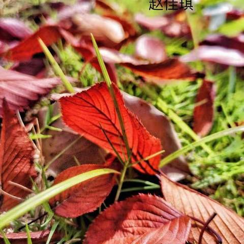 身边有趣美好的瞬间——实验初中2022级六班