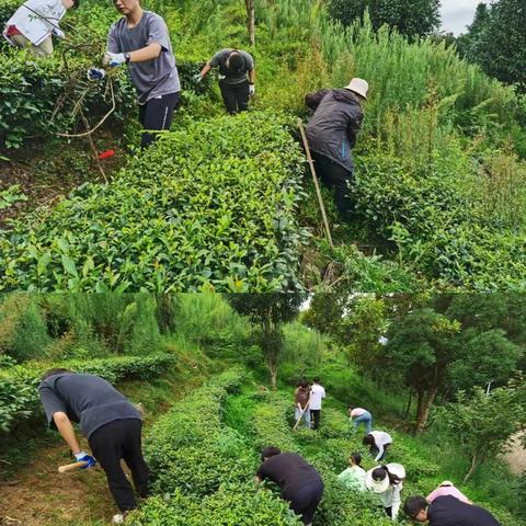 师范学院小教2204杨荟茹暑期劳动实践心得体会