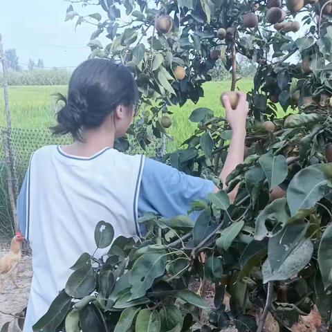 《俯身劳动创作，享受美好生活》襄阳职业技术学院师范学院五年学前教育2201张姝怿