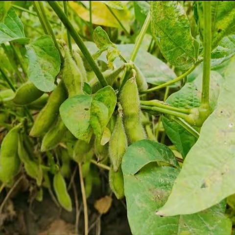 语教2206胡世成——毛豆的丰收