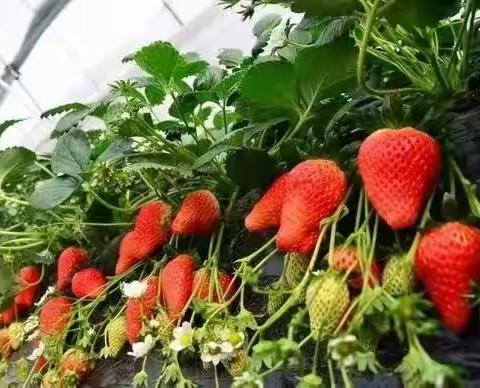 草莓花芽分化管理要点