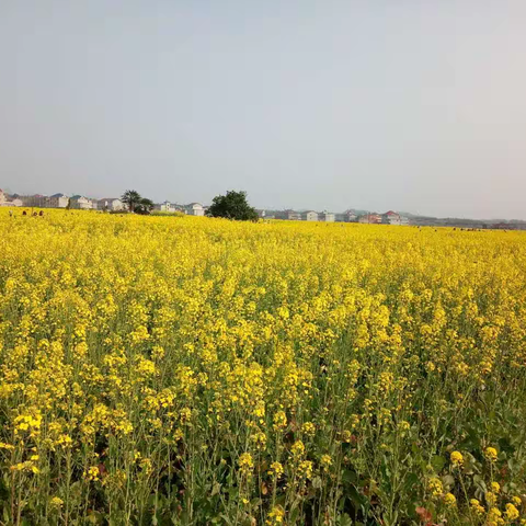 春到满城花！带你来临川赏花。