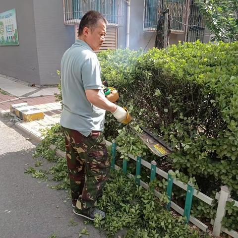 【祥和东周，服务为先】实践站活动之清理冬青