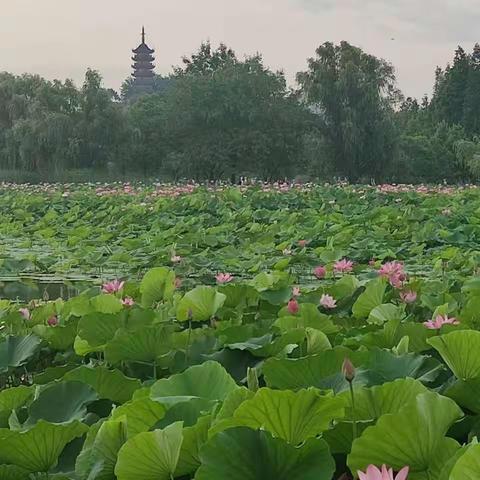 金山湖赏荷花