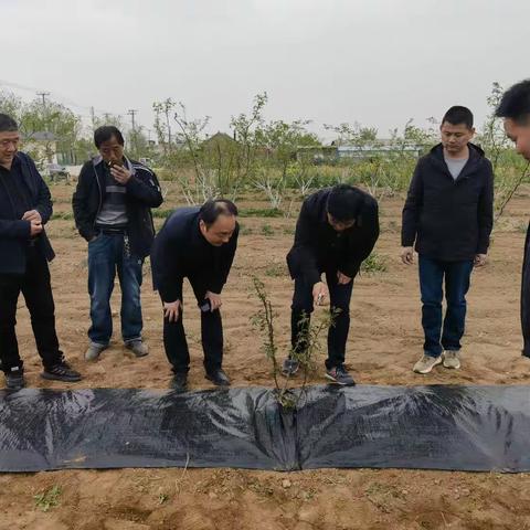 韩城市花椒产业发展中心4月13日工作动态