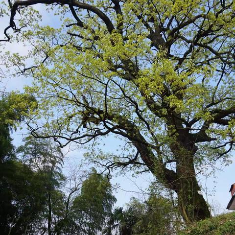 记—塘山墩上吴氏宗祠落成庆典