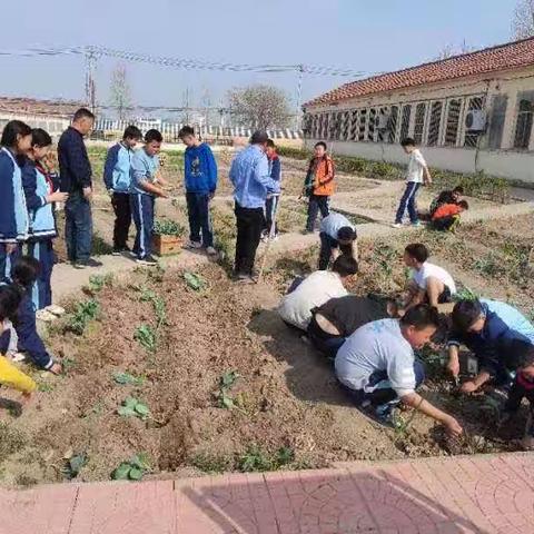 劳动创造幸福生活，我劳动，我快乐！——厨都小学劳技整合课程成果展示（种植蔬菜篇）