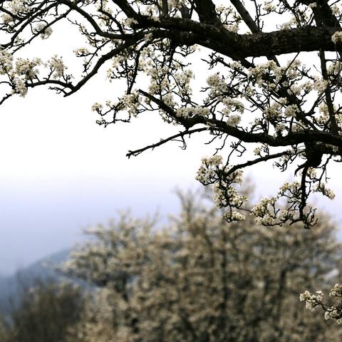 千树万树梨花开