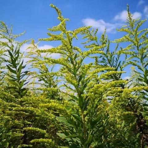 外来生物入侵--------加拿大一枝黄花