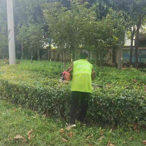 开发区园林处：扎实开展精细化绿化养护 推动人居环境再提升