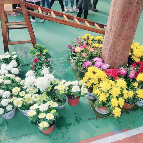 🌼大四班九月九重阳节——菊花展