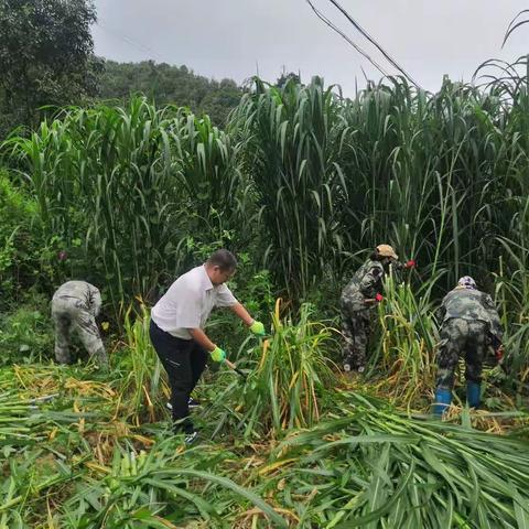 发展壮大集体经济 全面助推乡村振兴---大营街街道甸苴社区为梅花鹿养殖开展收割牧草活动