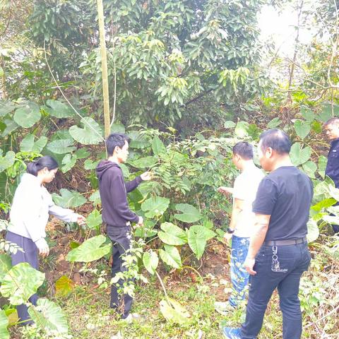 龙塘镇深入文道村委会开展非法种植毒品原植物踏查行动