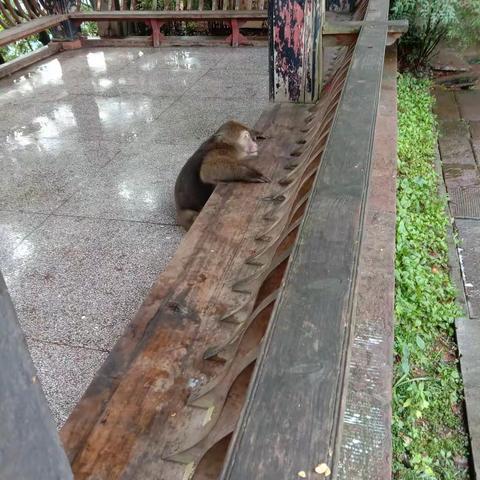 峨眉藏酋猴