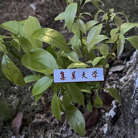 集美大学经天纬地实践队｜东山岛卫生情况调研