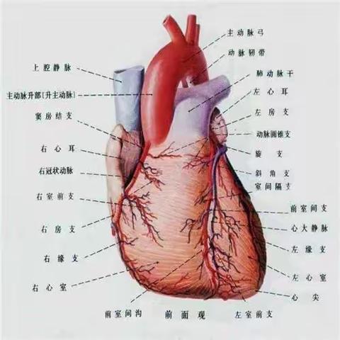 人体循环系统短片观后感