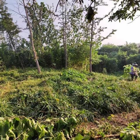 湖滨村持续开展环境整治，清除杂草