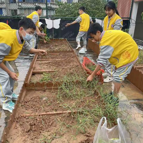 青青菜园种植记录（副本）