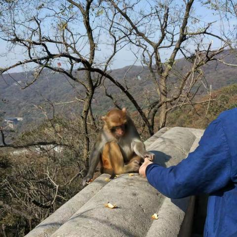 花果山归来